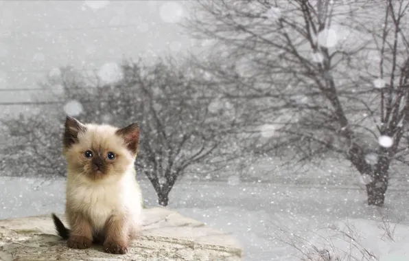 Зима, кот, котёнок