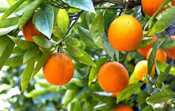 Картинка апельсины, фрукты, leaves, fruits, oranges
