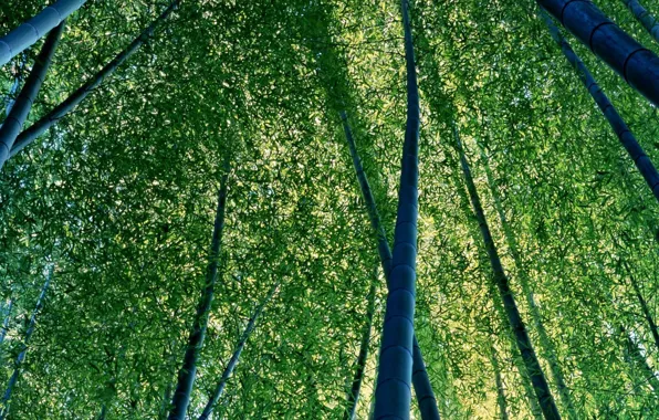 Картинка Листья, Бамбук, Стволы
