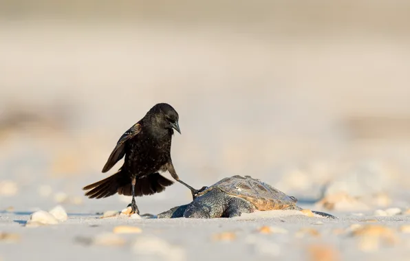 Death, blackbird, wildlife, turtle, wake up, diamondback terrapin, interaction