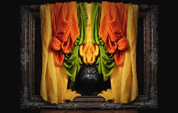 Кошка, кот, взгляд, морда, серый, рама, фотошоп, оранжевая