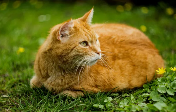 Картинка зелень, кошка, лето, трава, кот, рыжая