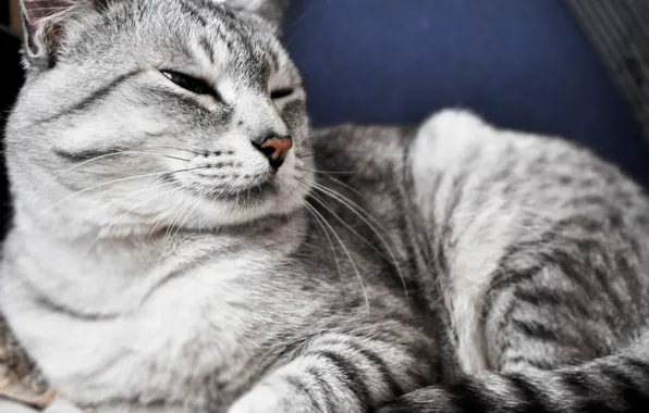 Кот, Животное, Серые