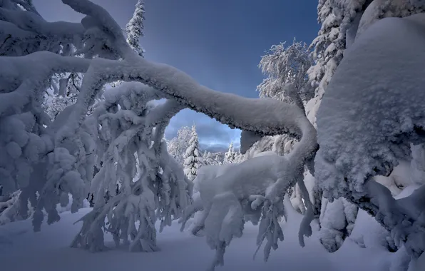 Картинка зима, снег, деревья, ветки, природа, Межин Сергей