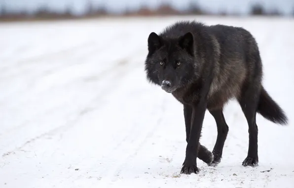 Картинка nature, predator, animal, wolf, wildlife, portrait, portrait., Canis lupus. face