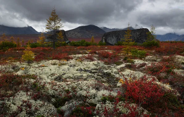 Осень, горы, камни, пасмурно, холмы, растительность, листва, ели