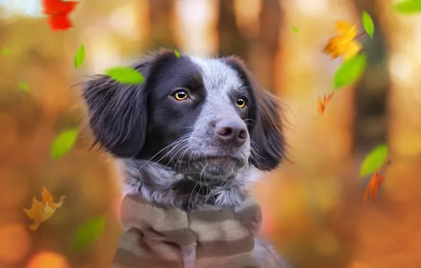 Картинка осень, фон, друг, собака
