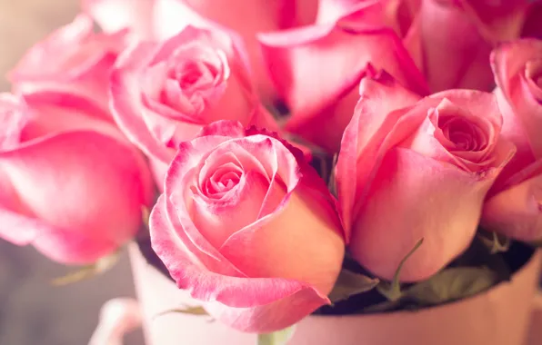 Розы, лепестки, розовые, rose, бутоны, flower, pink, букет роз