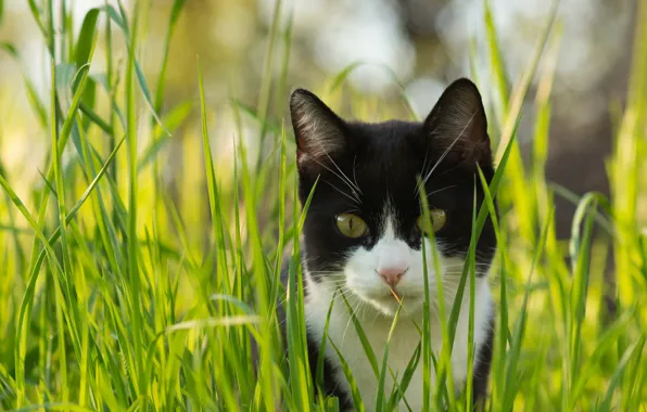 Картинка кошка, трава, кот, взгляд, черно-белый