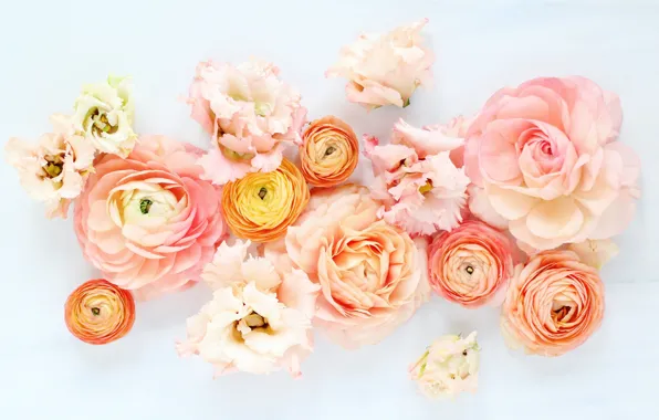 Белый, цветы, фон, лютик, ранункулюсы, Ranunculus