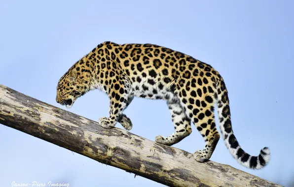 Картинка небо, хищник, профиль, бревно, дикая кошка, амурский леопард