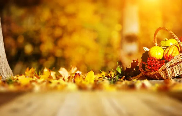 Картинка осень, тыквы, травка, корзинка, листики, рябина