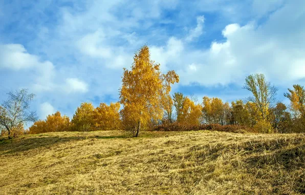 Картинка поле, осень, пейзаж