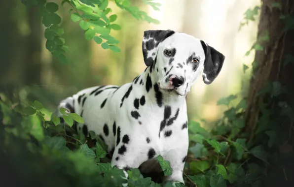Картинка трава, взгляд, собака, Далматин
