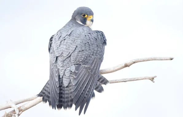Branch, hawk, wildlife, watcher