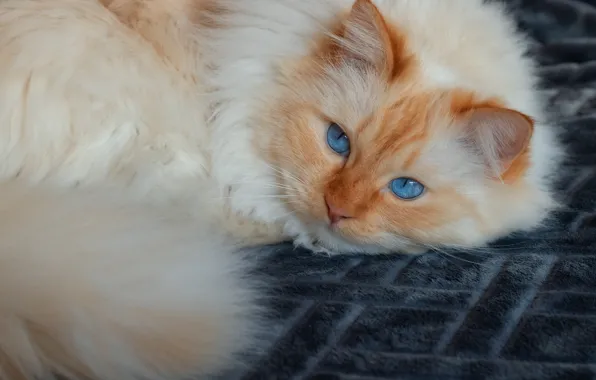 Кошка, кот, взгляд, поза, покрывало, рыжий, хвост, лежит