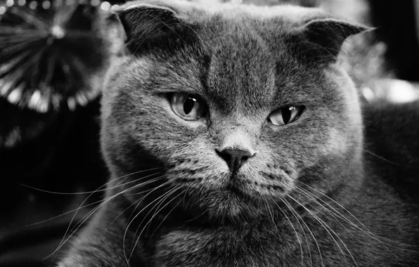 Кошка, кот, серый, вислоухий, скотиш фолд