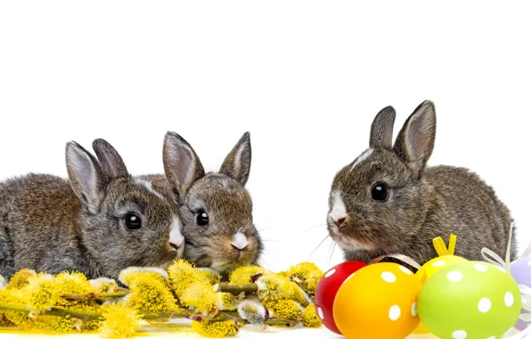 Яйца, весна, пасха, кролики