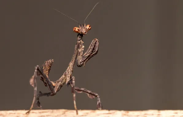 Природа, насекомое, Praying mantis