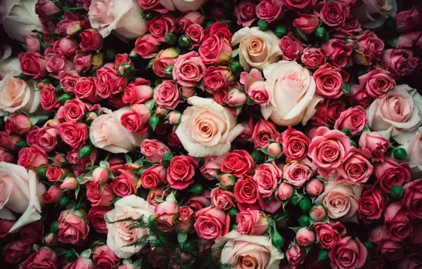 Розы, букет, розовые, бутоны, много, букеты