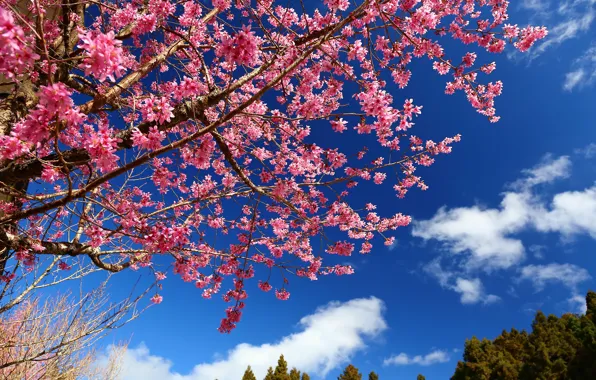 Картинка небо, ветки, вишня, дерево, весна, сакура, цветение, цветки