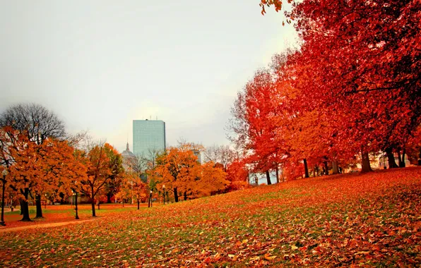 Картинка осень, парк, листва, США, Бостон, trees, Boston, park