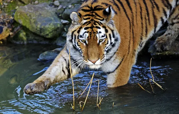 Кошка, вода, тигр, купание, амурский