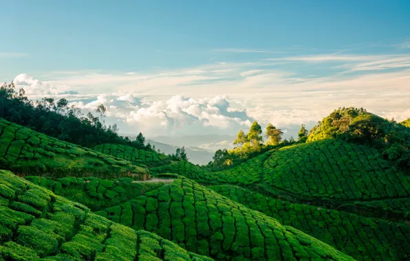 Картинка Индия, плантации, горы, деревья, чайные, зелень, лес, небо