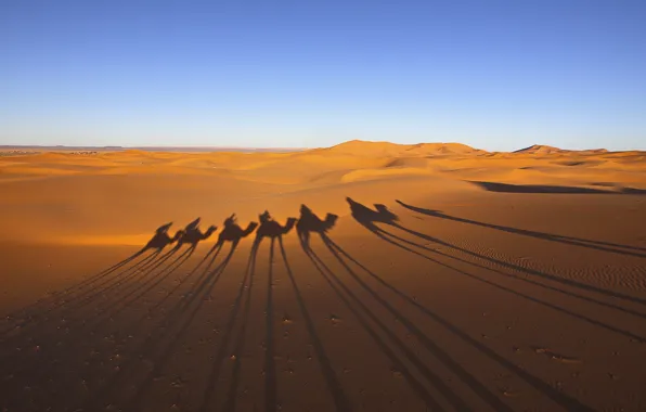 Картинка пустыня, тени, караван