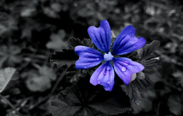 Макро, цветы, природа, flower, macro, black & blue