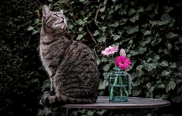 Кошка, кот, цветы, столик