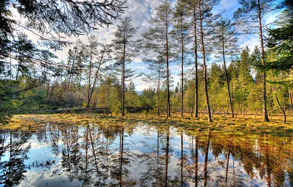 Картинка осень, лес, небо, вода, облака, деревья