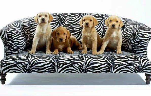 Картинка диван, четверо, Собаки