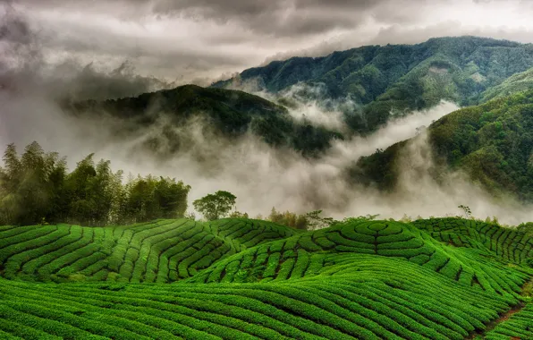 Картинка облака, горы, туман, холмы, поля, чайные плантации