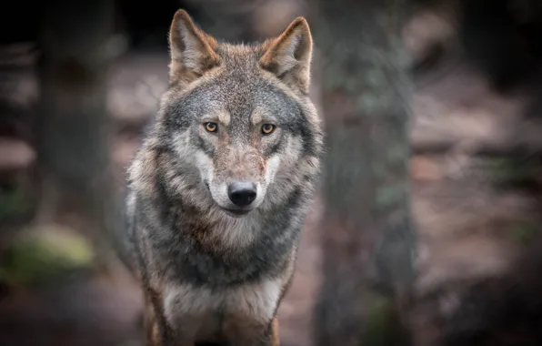 Картинка nature, predator, animal, wolf, wildlife, portrait, portrait., Canis lupus. face