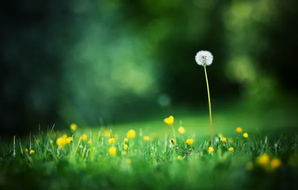 Картинка лето, трава, макро, цветы, фото, фон, одуванчик, обои