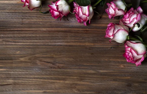 Цветы, розы, розовые, pink, flowers, beautiful, roses