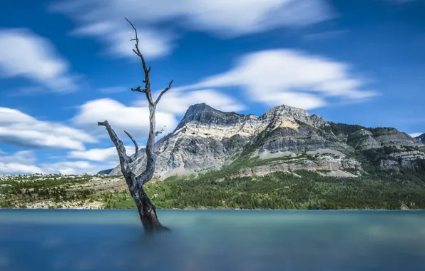 Горы, озеро, дерево, размытость, Канада, Альберта, Alberta, Canada