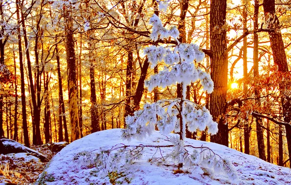 Зима, лес, солнце, снег, природа, ель