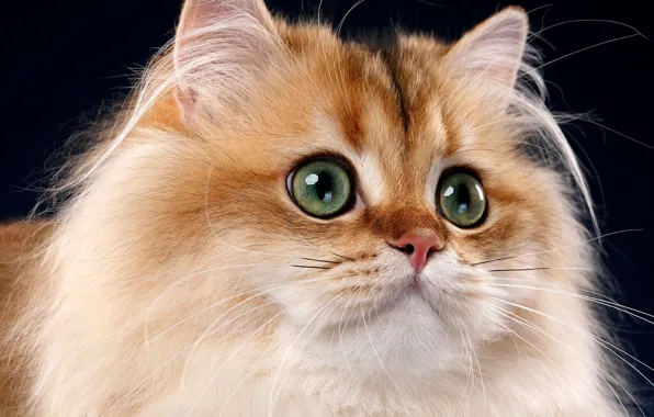 Кошка, глаза, взгляд, крупный план, поза, темный фон, котенок, мордочка