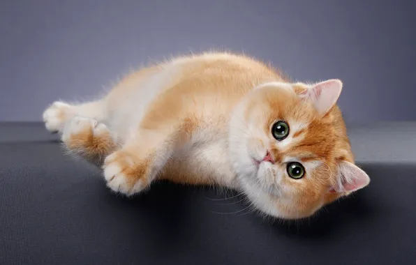 Кошка, взгляд, поза, котенок, фон, мордочка, лежит, фотостудия