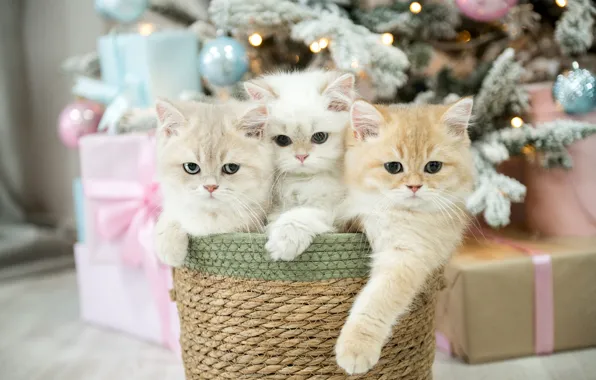 Взгляд, шарики, кошки, комната, лапки, Рождество, котята, подарки