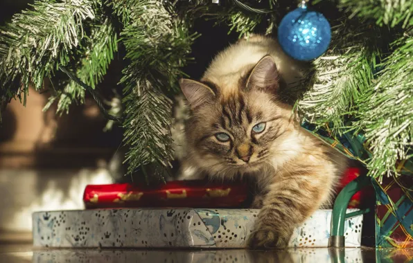 Кошка, кот, взгляд, свет, ветки, поза, шарик, Рождество