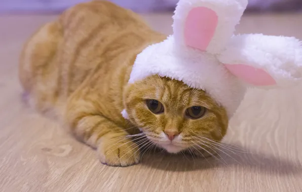 Кошка, кот, взгляд, поза, котенок, лапки, кролик, рыжий