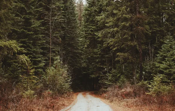 Картинка дорога, лес, чаща