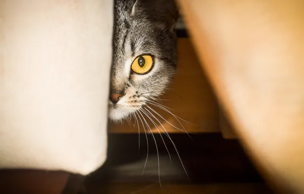 Усы, eyes, cat, порода, scottish straight, murzenko