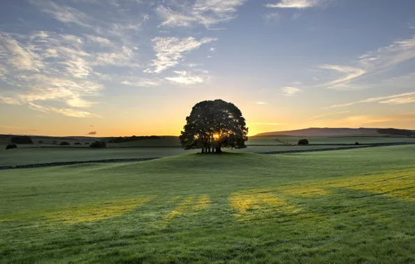Восход, дерево, рассвет, Англия, утро, луг, England, Bell Busk