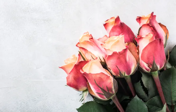 Розы, букет, pink, beautiful, roses, Iryna Melnyk