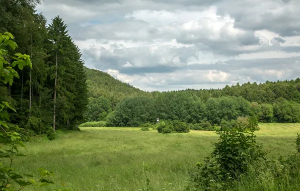 Картинка зелень, лес, лето, трава, облака, деревья, поляна, Германия