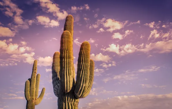 Sky, desert, clouds, cactus, Plant